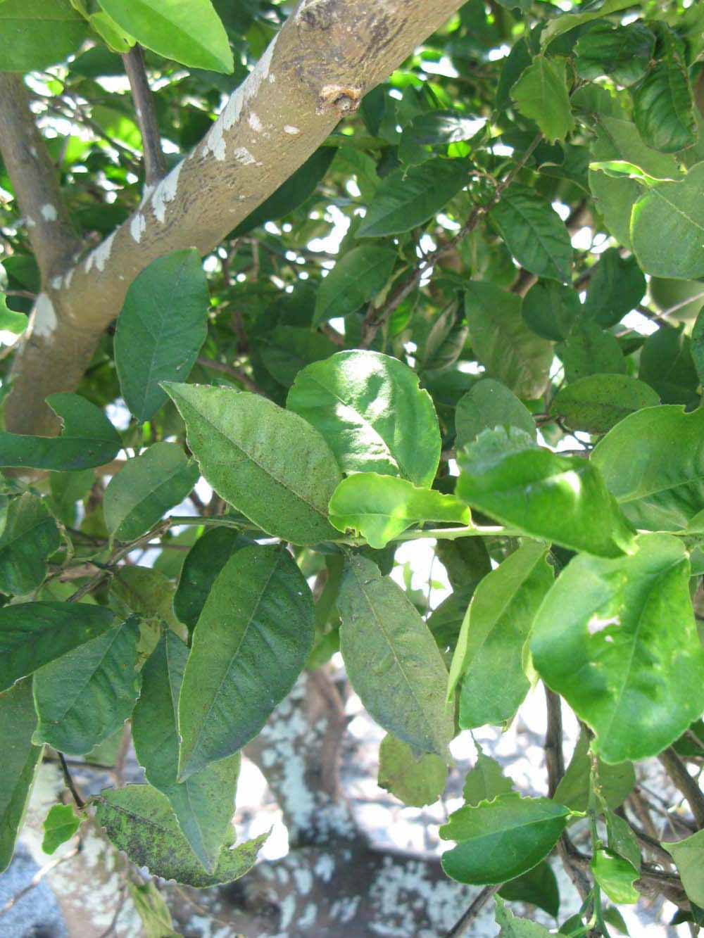              Shade leaves (Winter Haven, FL)       